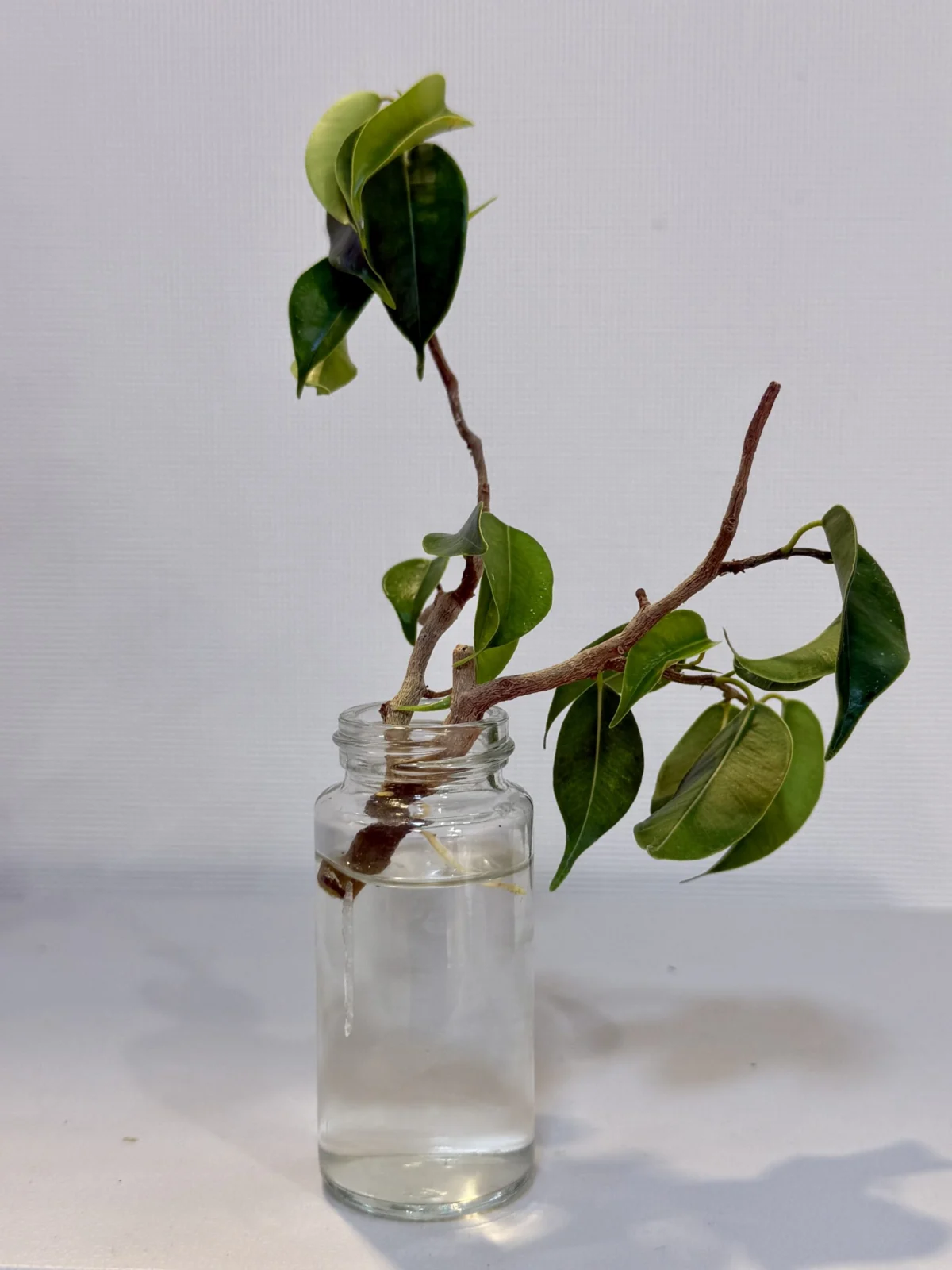 フィカス　ウィアンディ