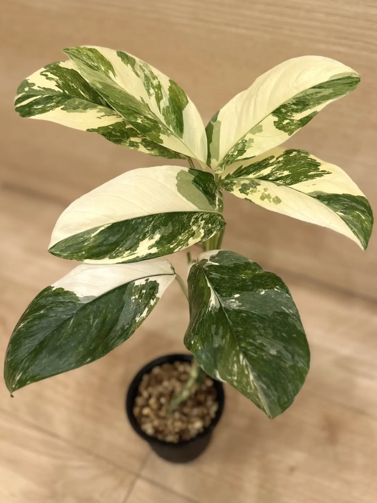 モンステラ　レクレリアナ　バリエガータ