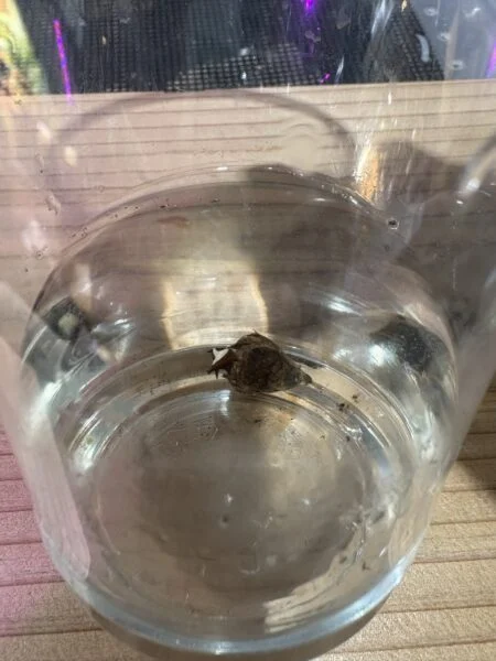 アロカシア メロ子芋 水挿し