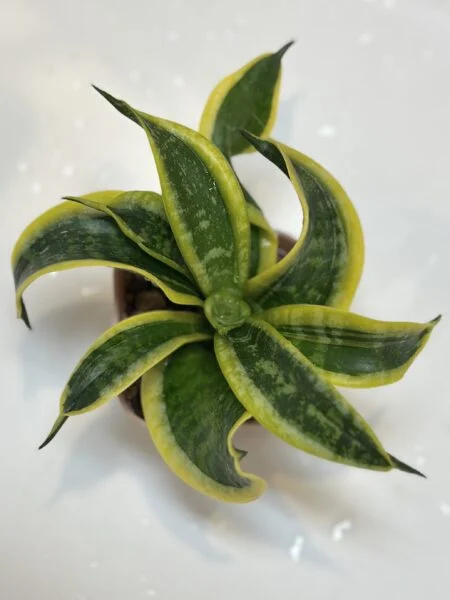 サンセベリア　ツイステッドハニー