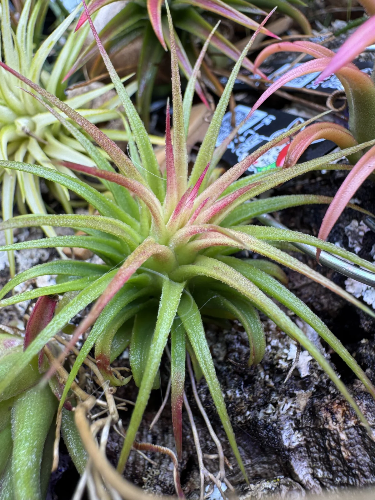 ティランジア　イオナンタ