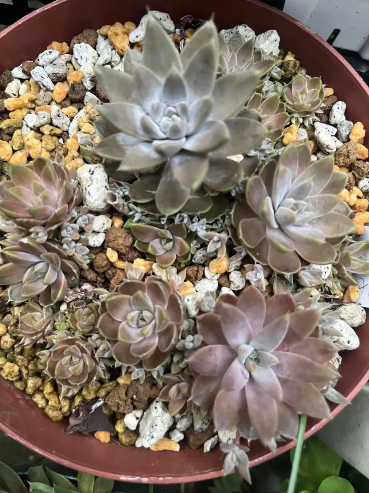 多肉植物　オロスタキス　エルベセンス