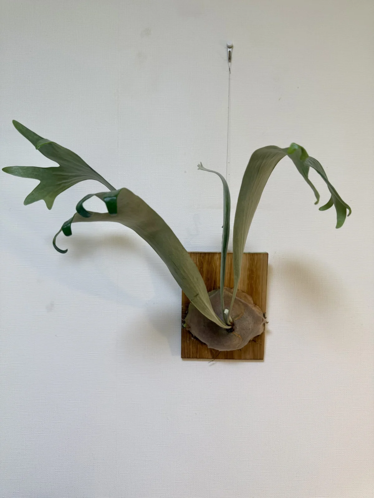 ビカクシダ　タチバ