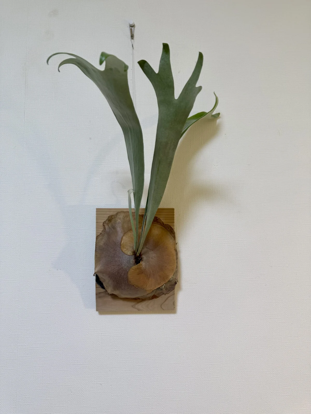 ビカクシダ　メラメラ