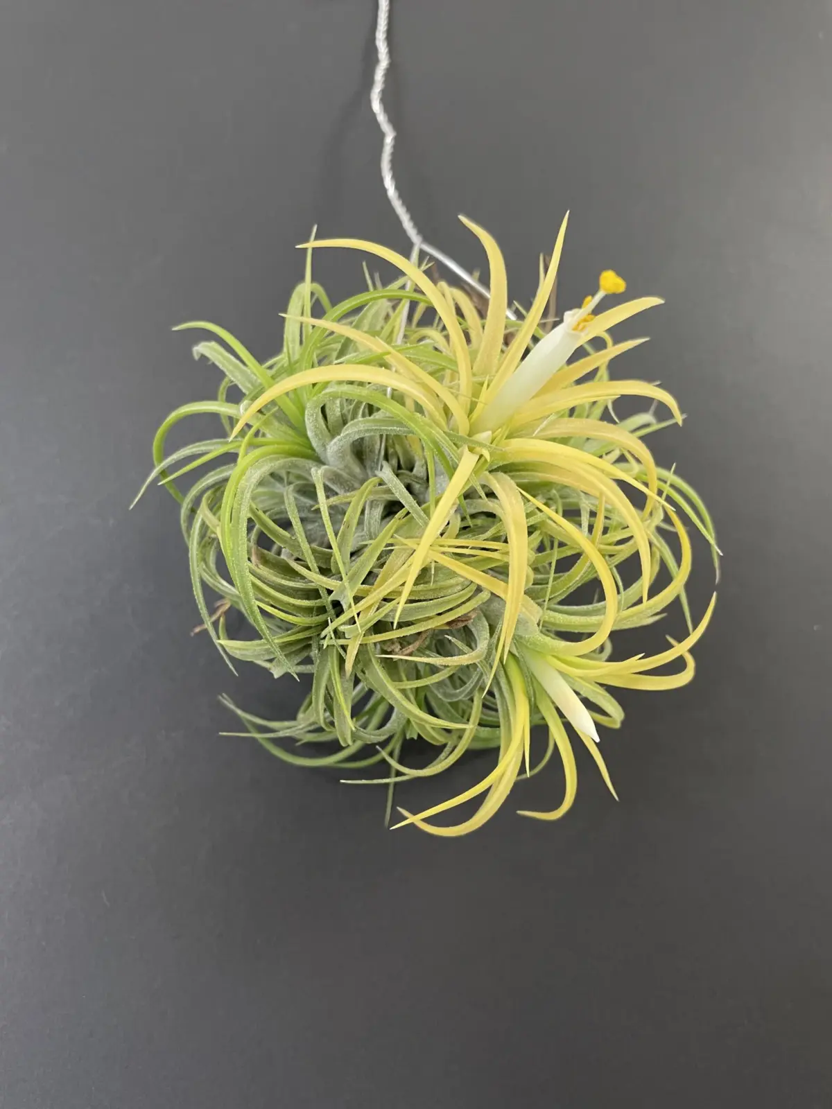 ティランジア　イオナンタ　アルビノ