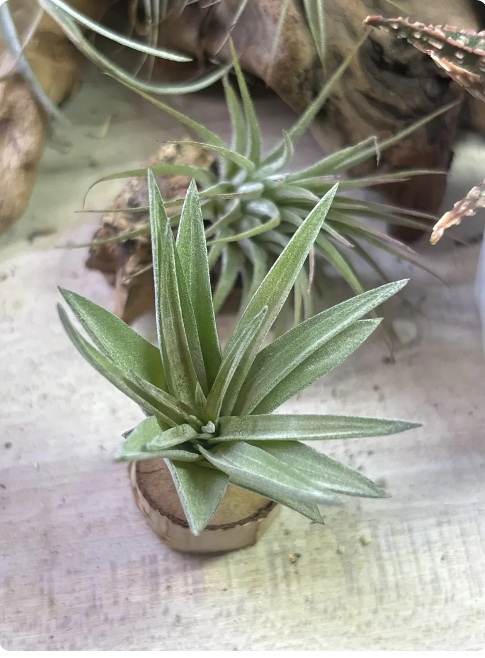 ティランジア ベルチナ 葉焼け?病気?Part 1