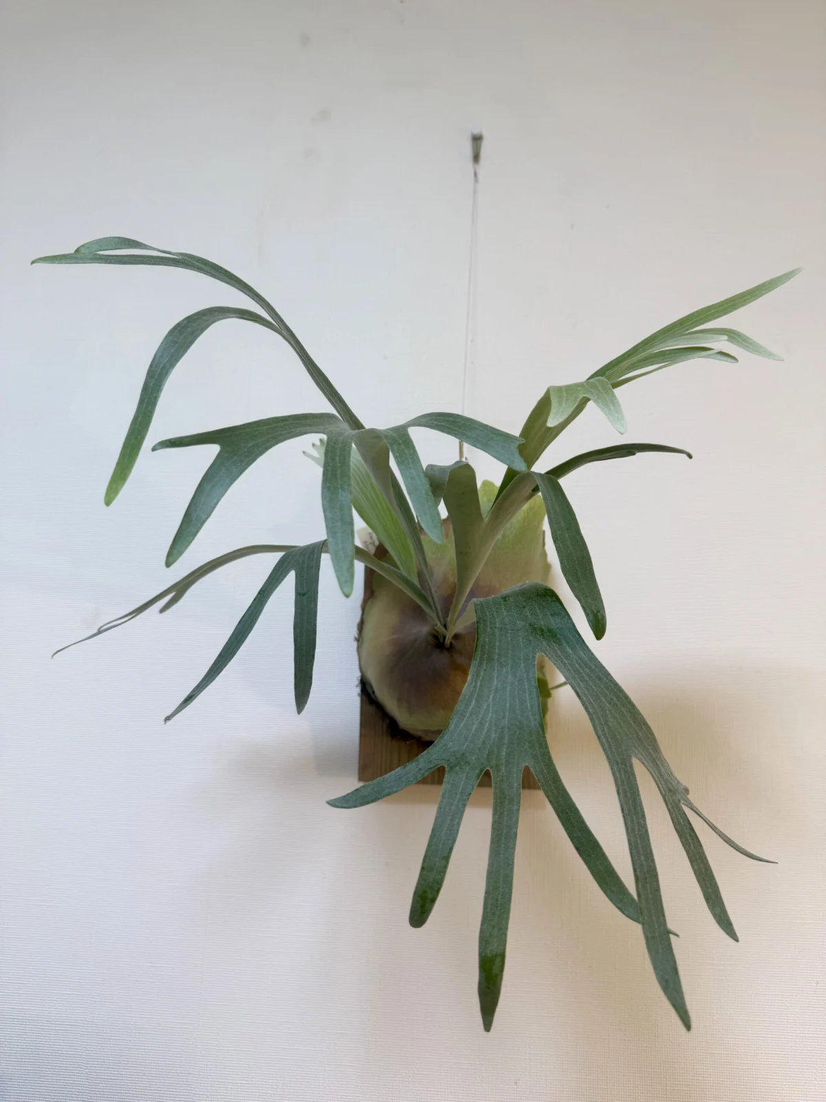 ビカクシダ　カイゲン