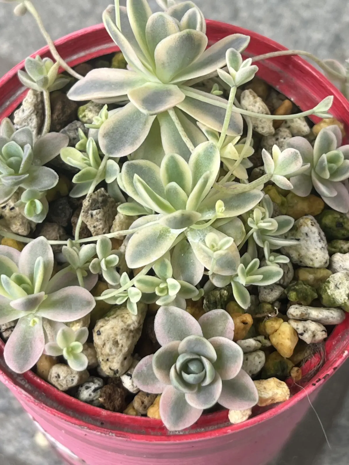 多肉植物　オロスタキス　子持ち蓮華斑入り