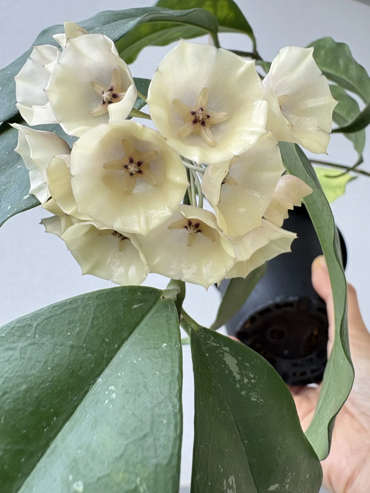 ホヤ キスティアンサスプラッシュ 花