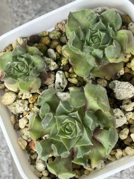 多肉植物　センペルビウム　モンスト