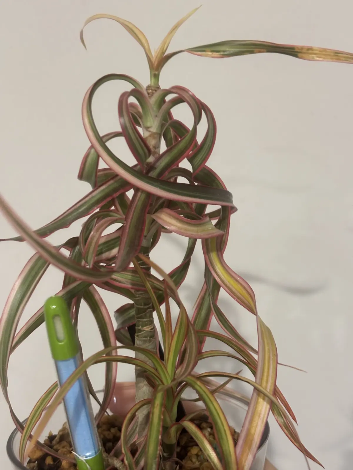 ドラセナ　コンシンネ　トリカラー　キュンティ　色が抜ける