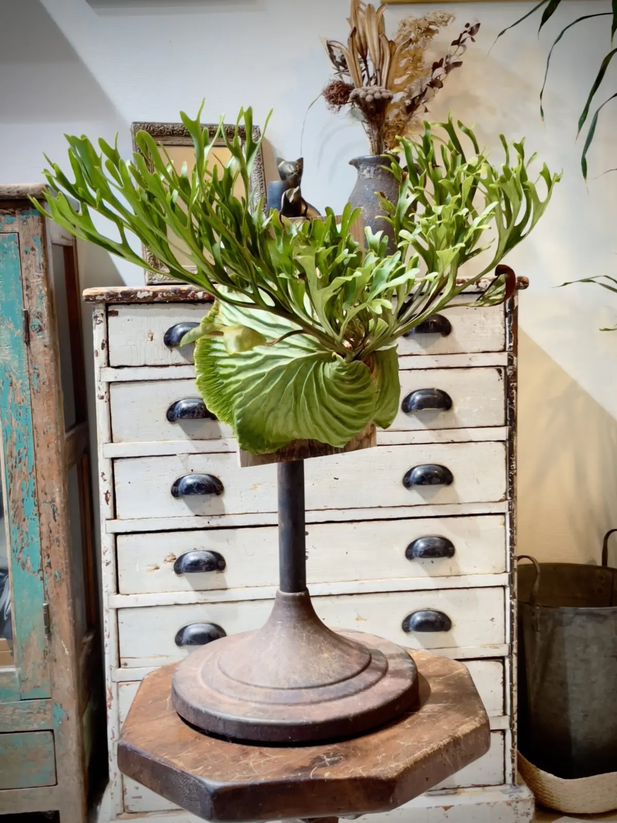 ビカクシダ　リドレイ