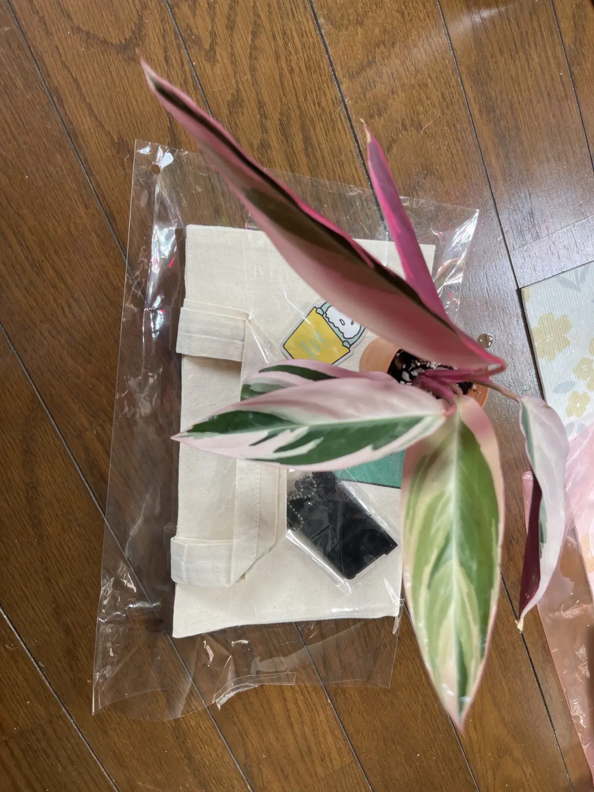 ストロマンテ トリオスター