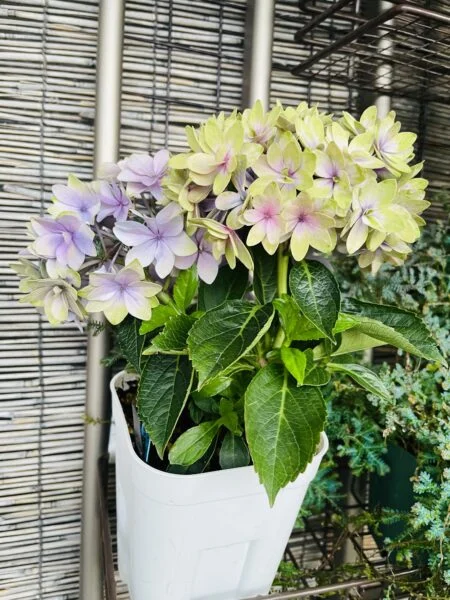 アジサイ　ホシアツメ