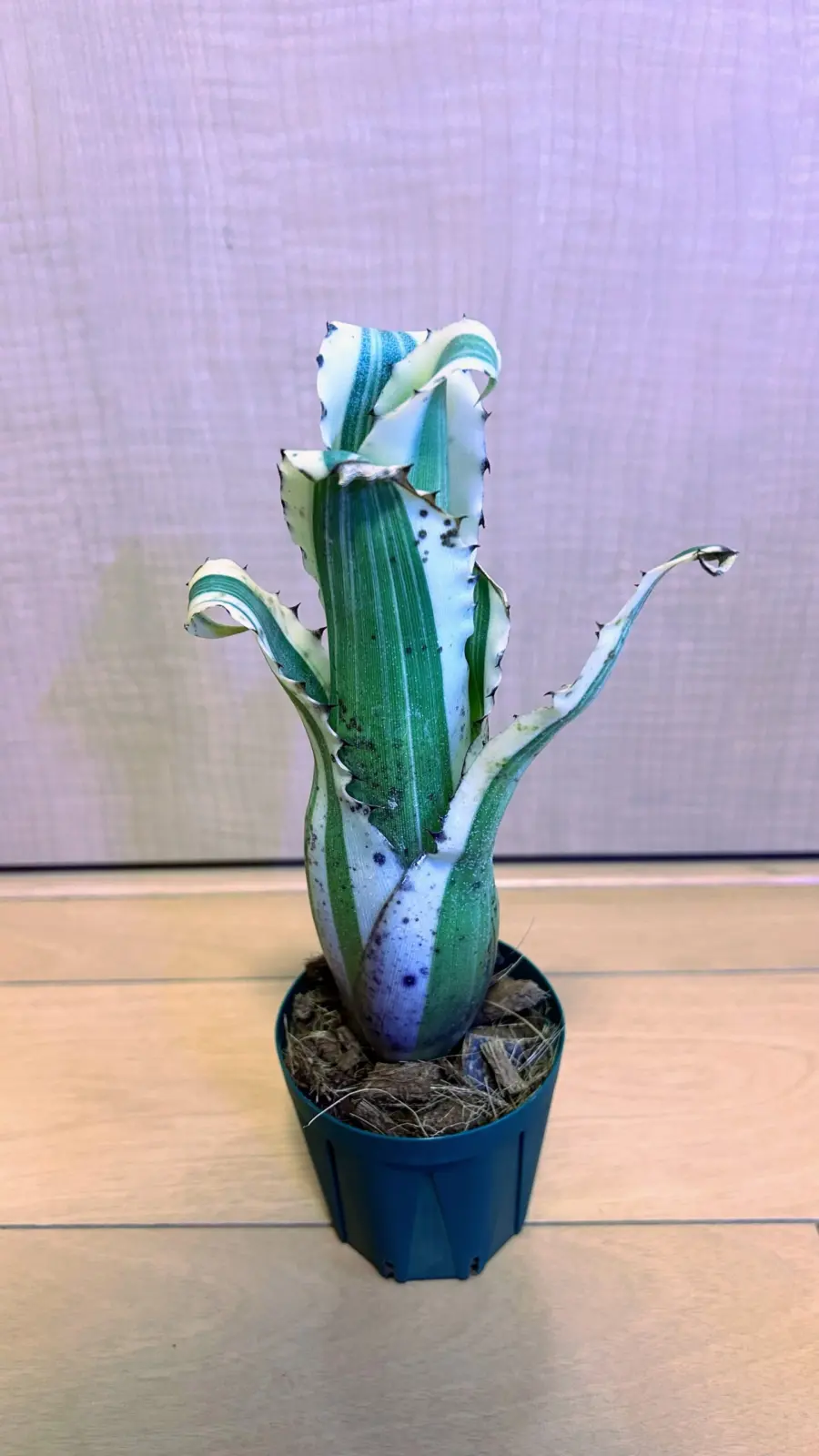 ホヘンベルギア カーラ