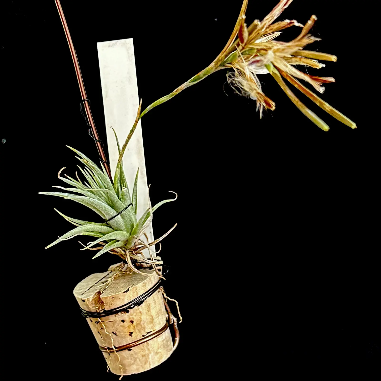 ティランジア　ロリアセア