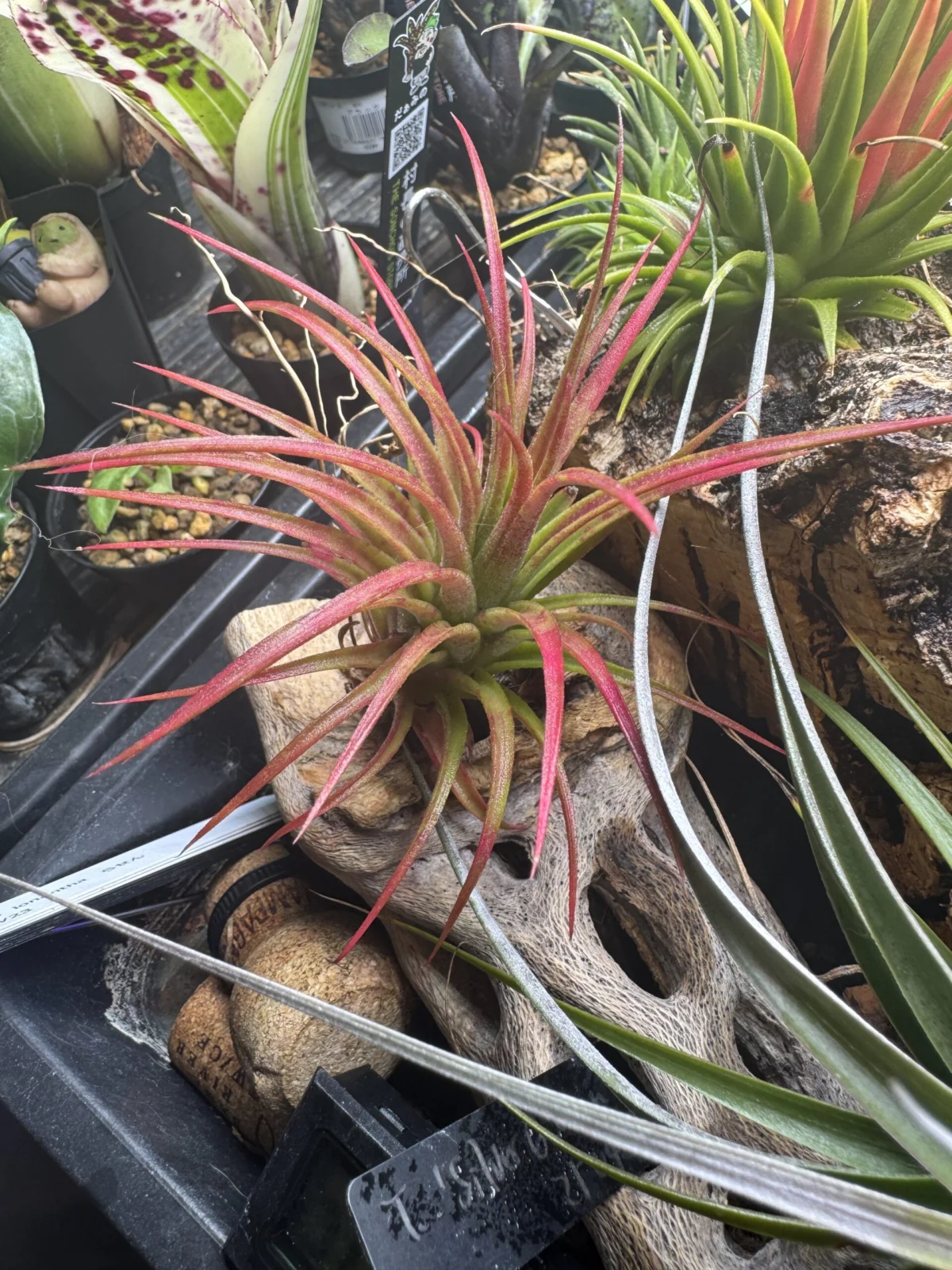 ティランジア イオナンタ クロス