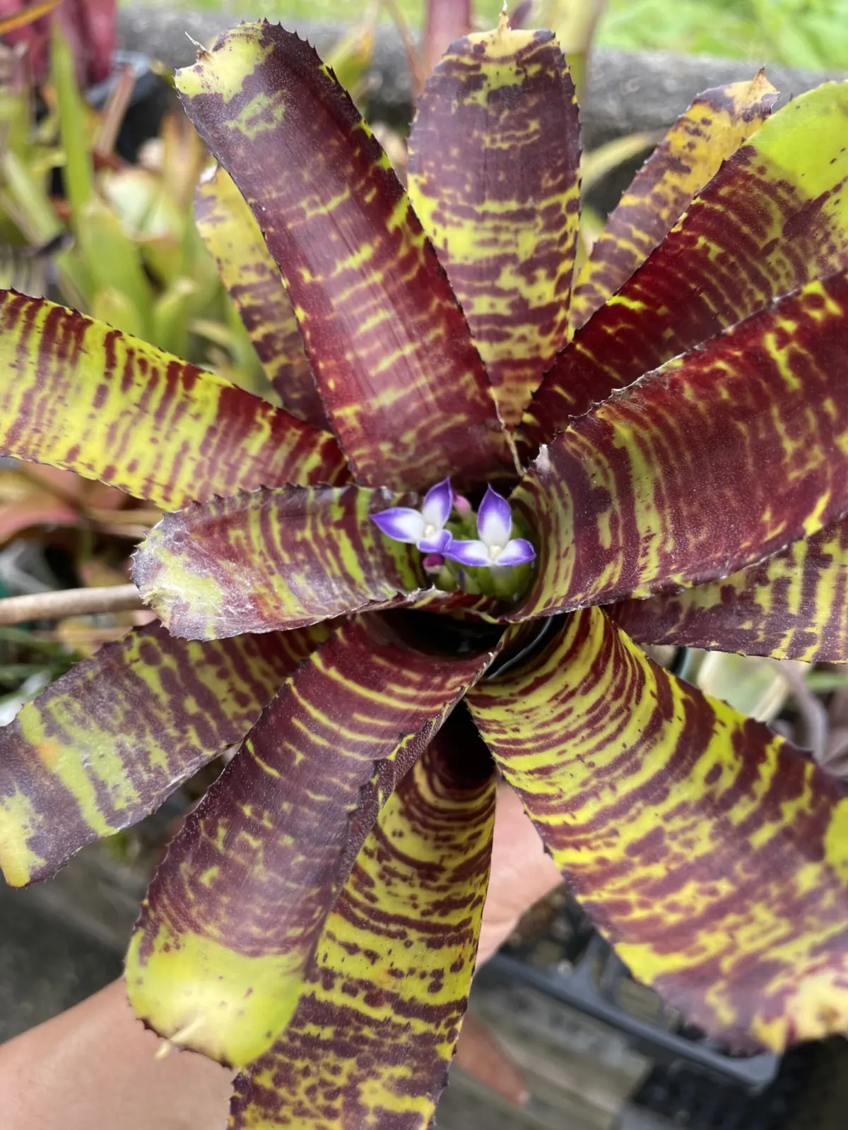 ネオレゲリア　キラービー