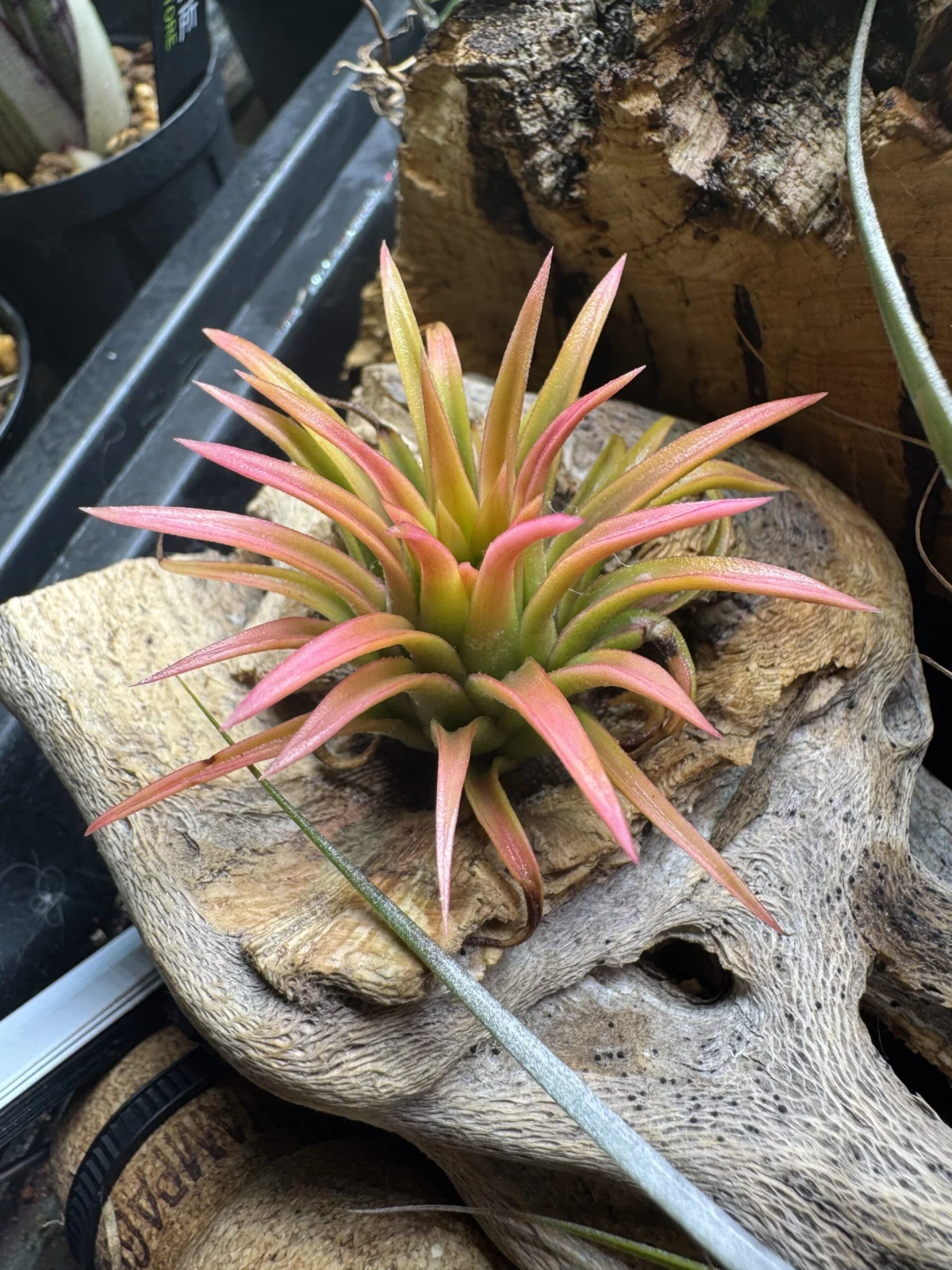 ティランジア　イオナンタ　オールウェイズピンク