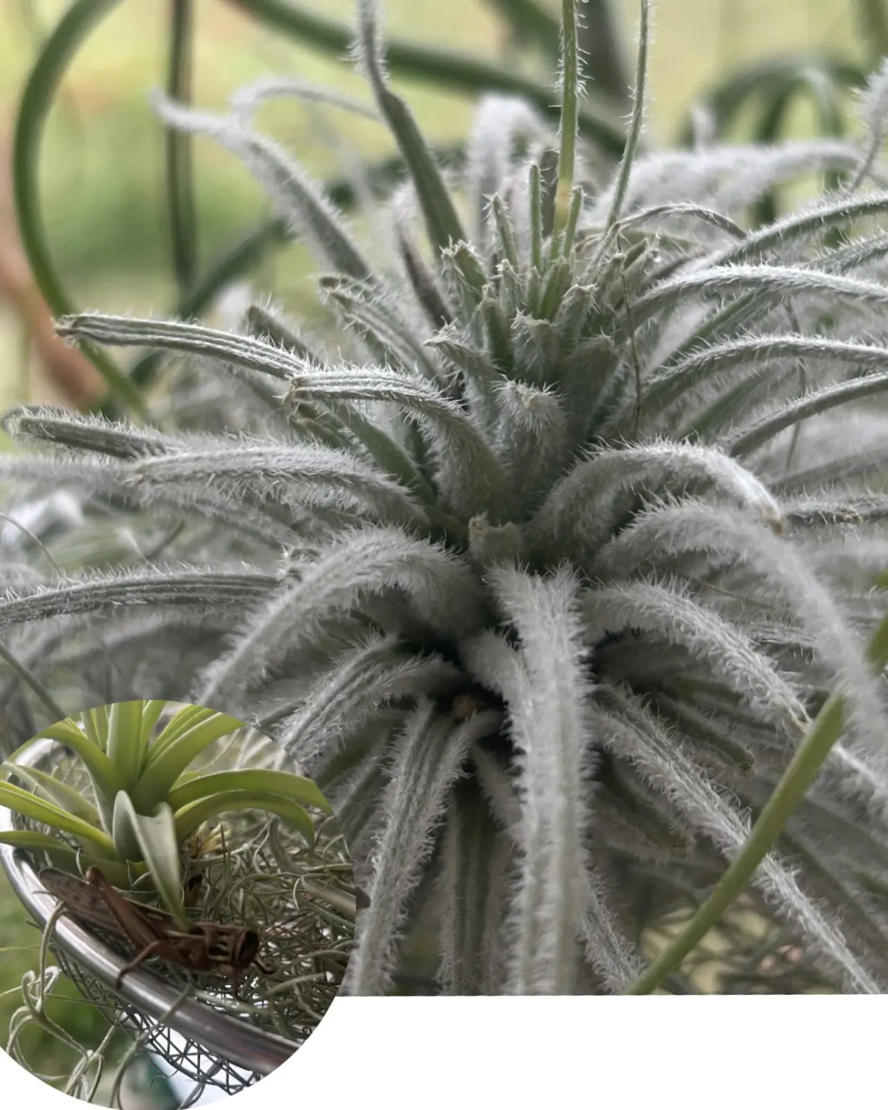 ティランジア　テクトラム　食害