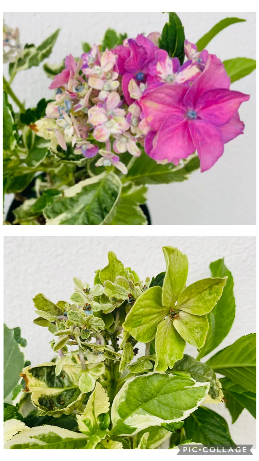 アジサイ カラフルランジア 花 色変わり