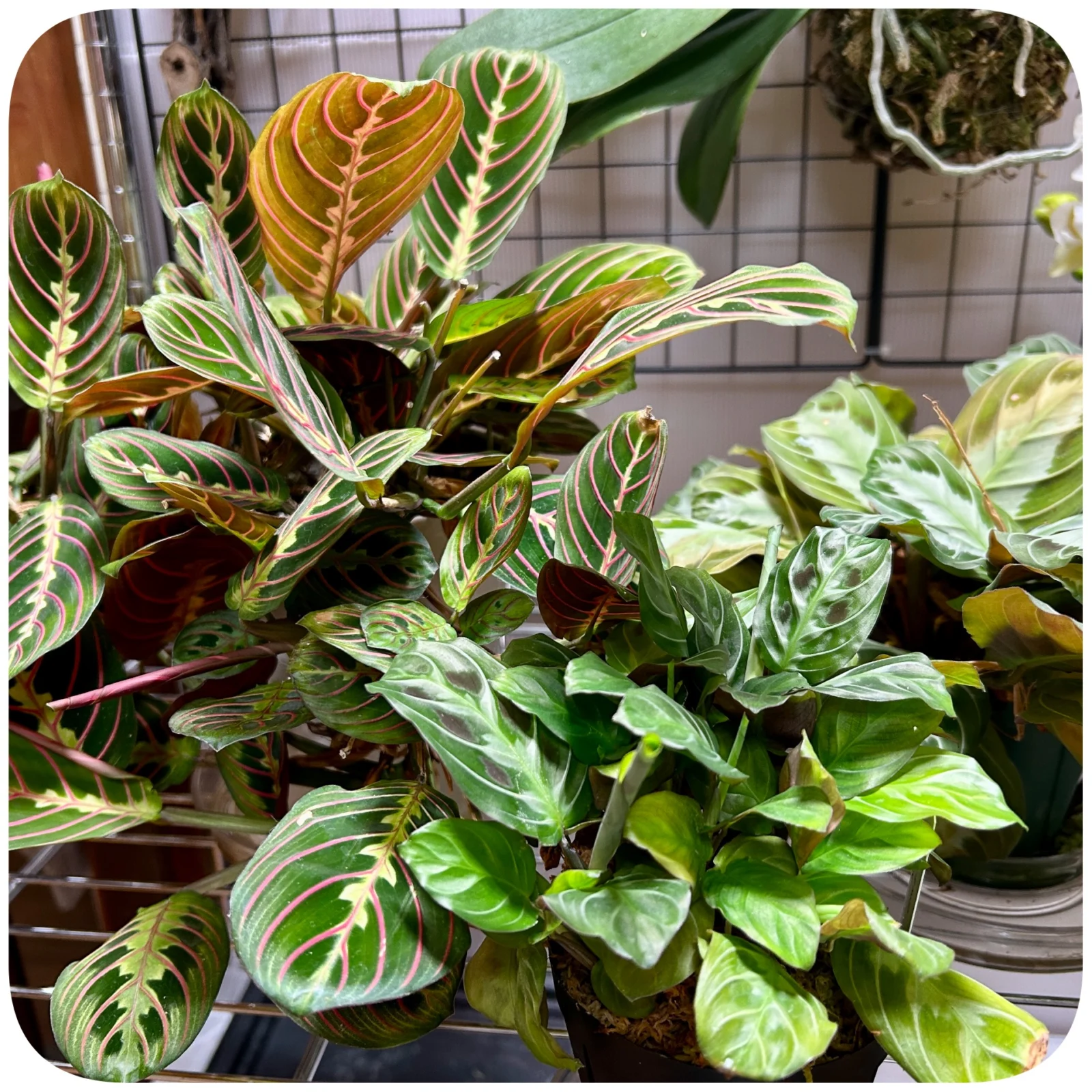 マランタ　バンザイタイム