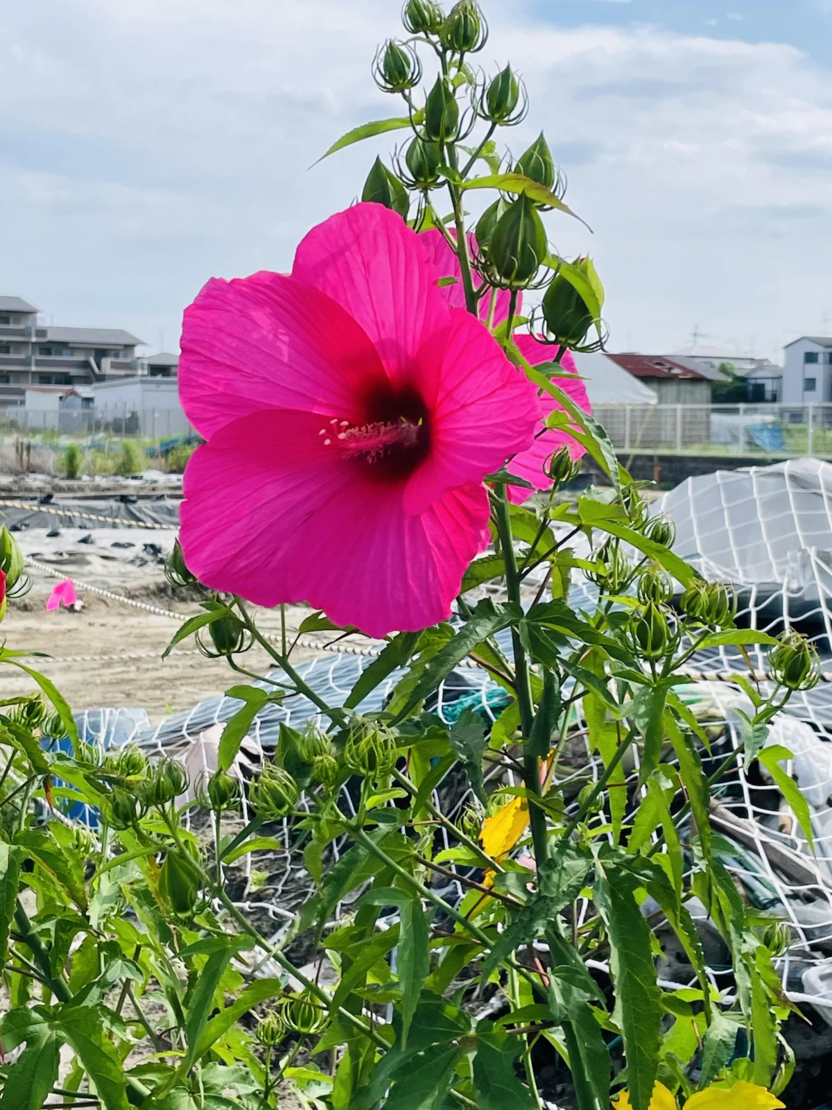 宿根ハイビスカス　タイタンビカス　花