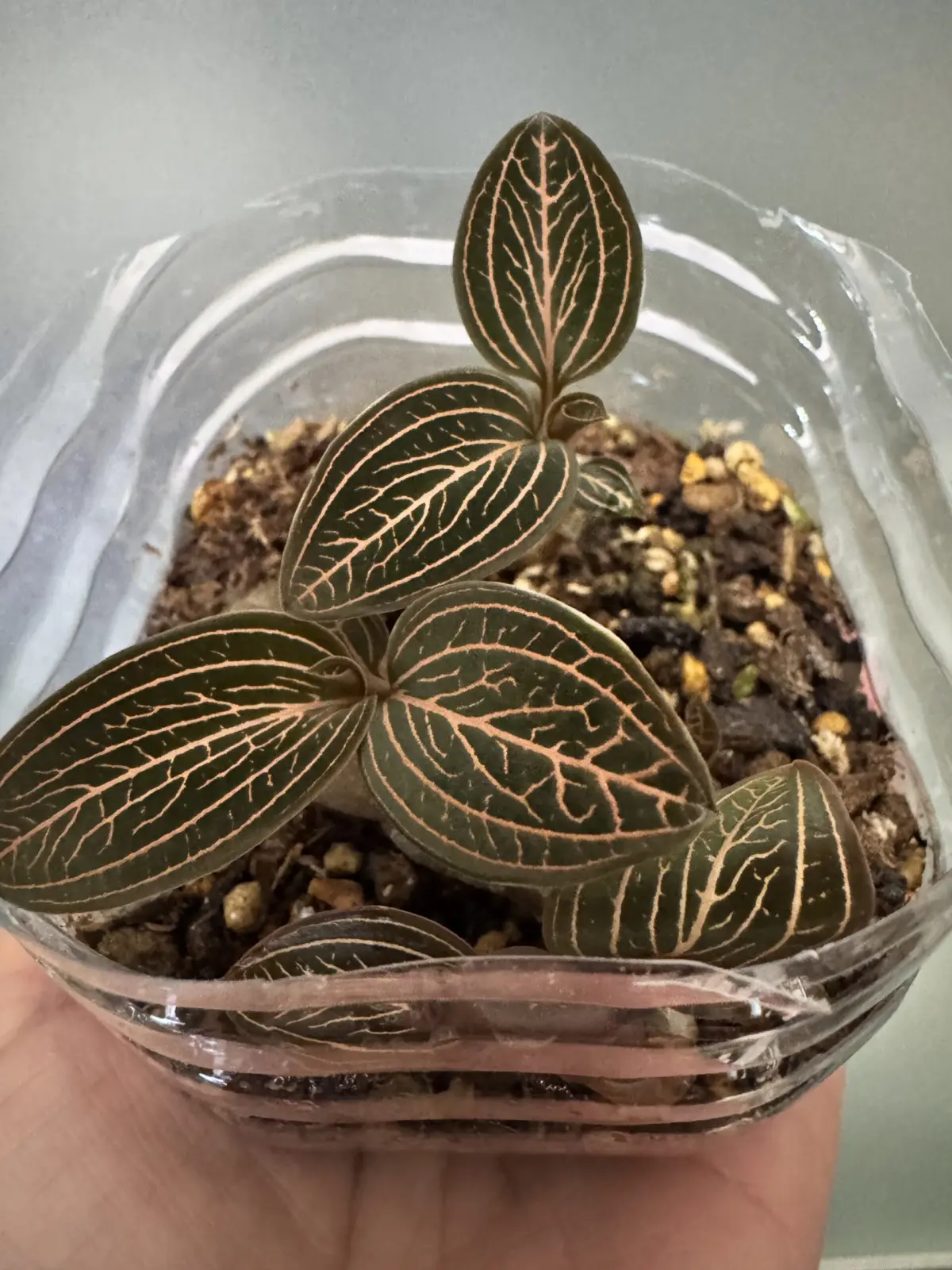 ジュエルオーキッド　アネクトキルス　？