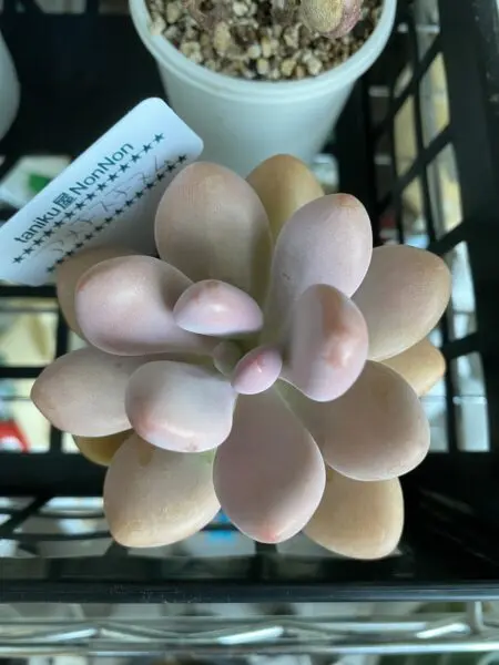 多肉植物 グラプトペタルム アメチスチヌム