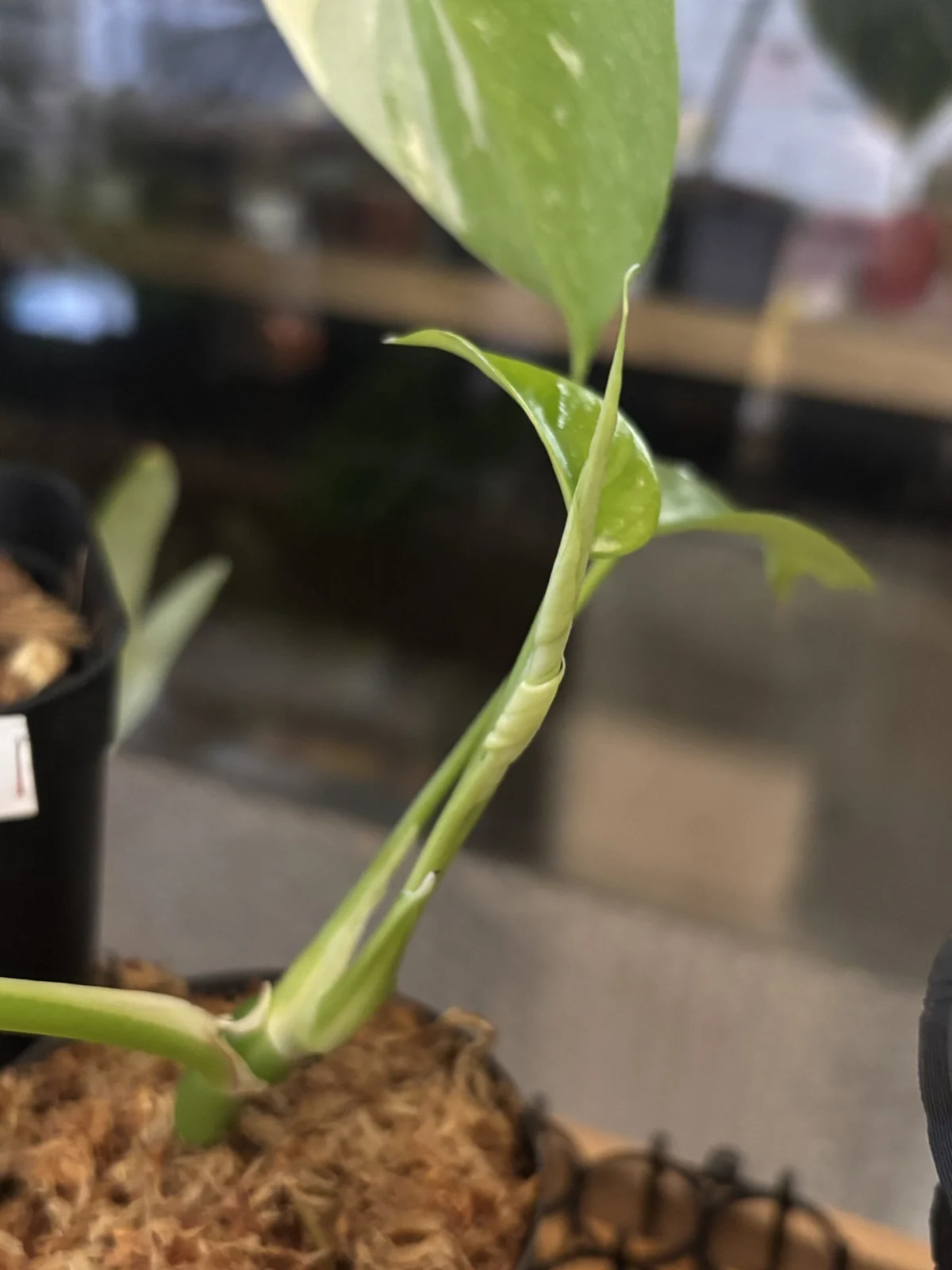 ラフィドフォラ　テトラスペルマ　ドリル