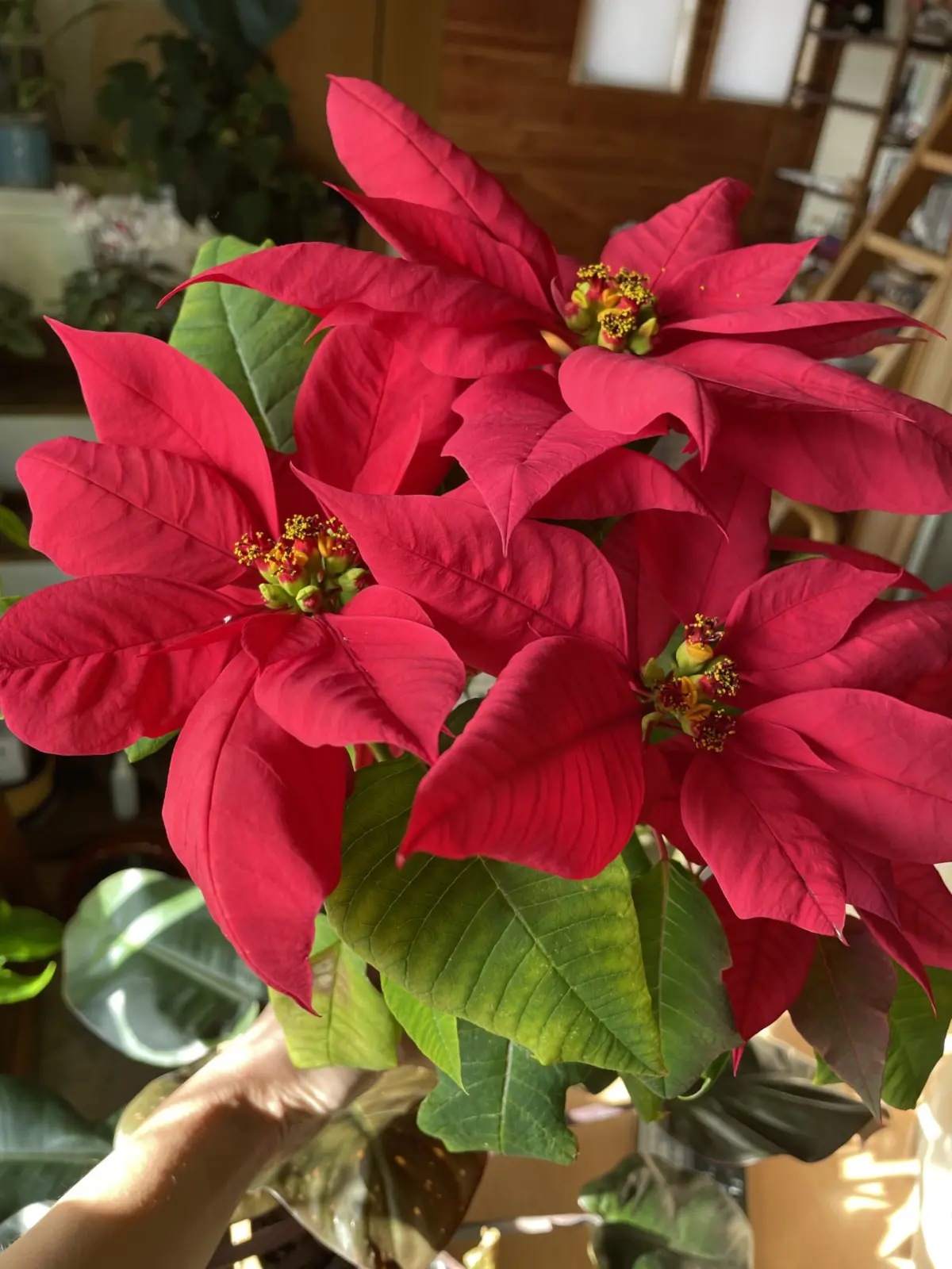 ポインセチア 短日処理