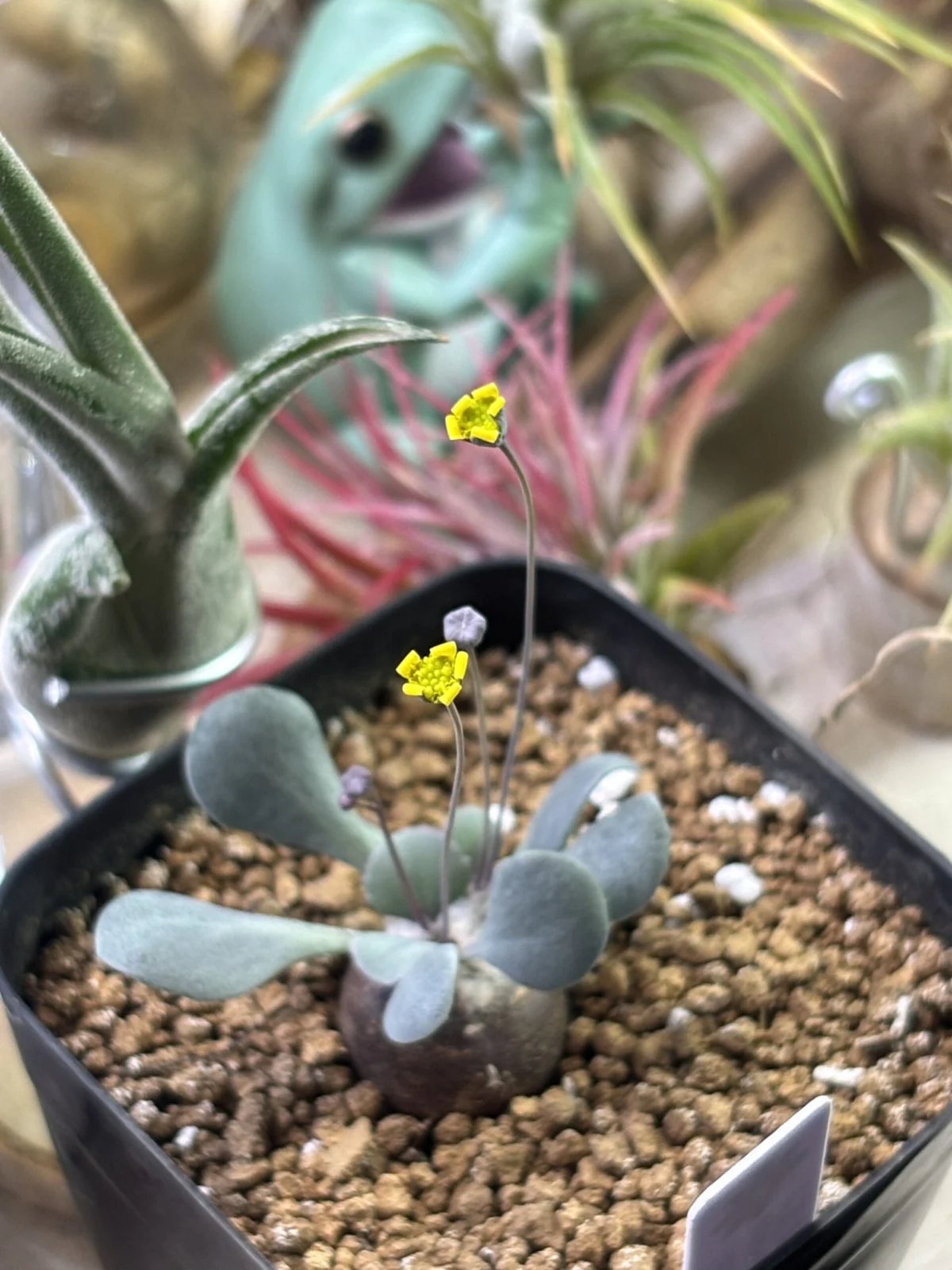 オトンナ　ピグマエア　花