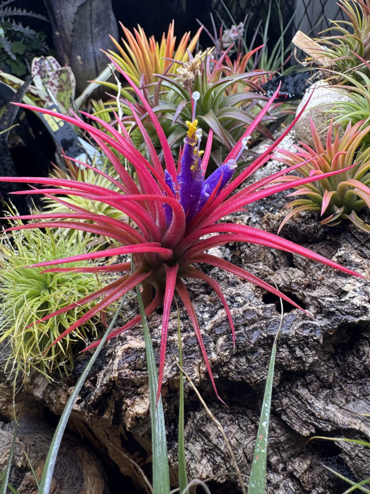 ティランジア イオナンタ クロス　花