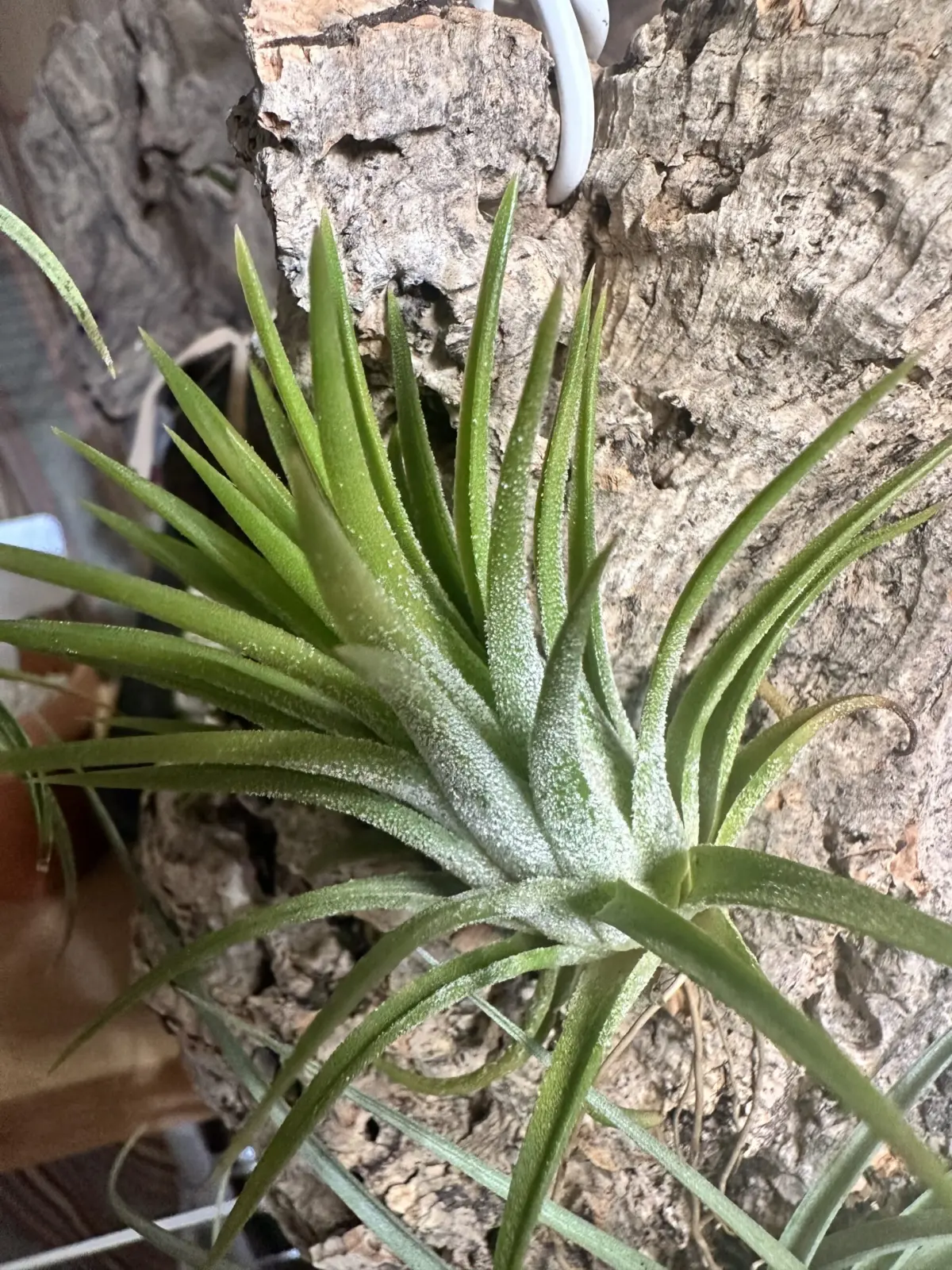 ティランジア　イオンナンタ　ドゥルイド？