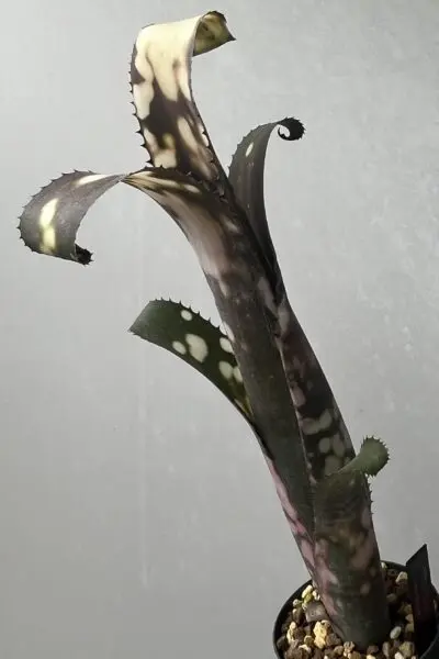 ビルベルギア コールドフュージョン