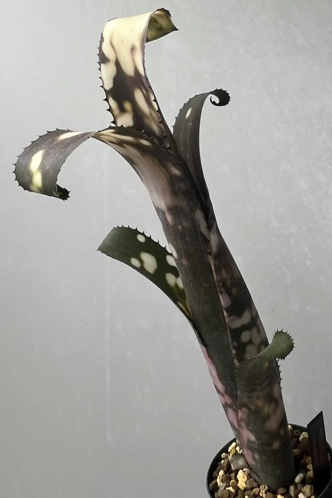 ビルベルギア コールドフュージョン