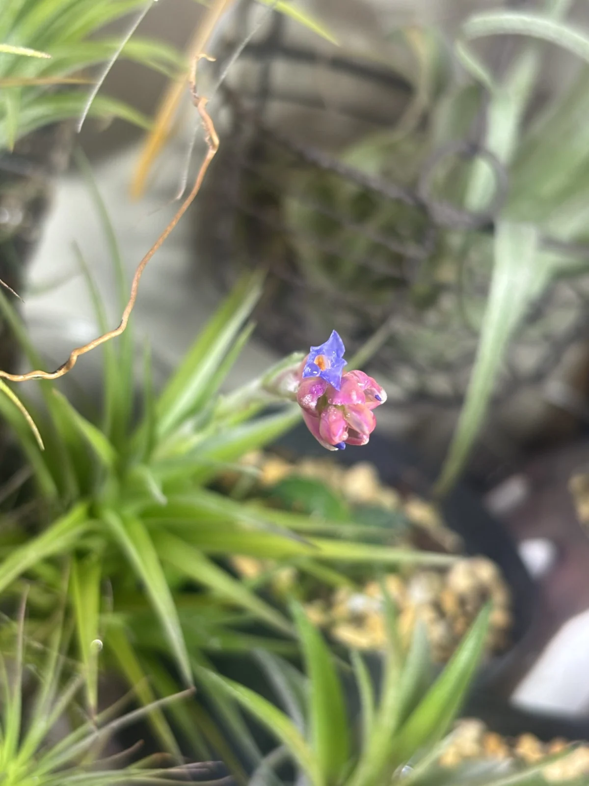 チランジア 品種不明 般若箱