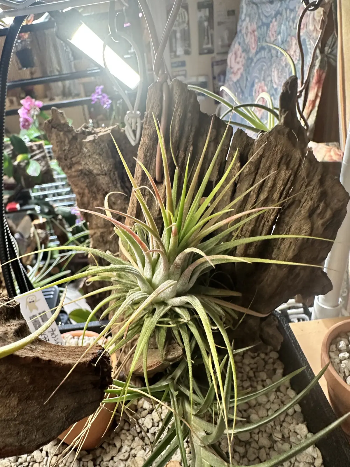 イオナンタvarイオナンタ