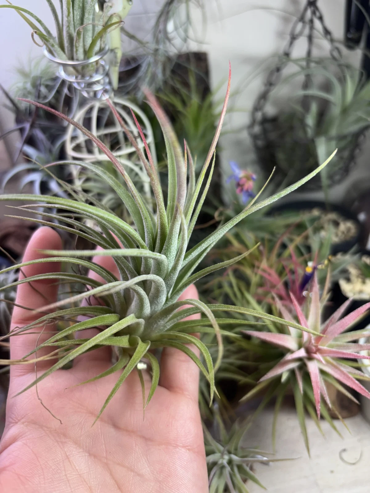 ティランジア　イオナンタ？　般若箱