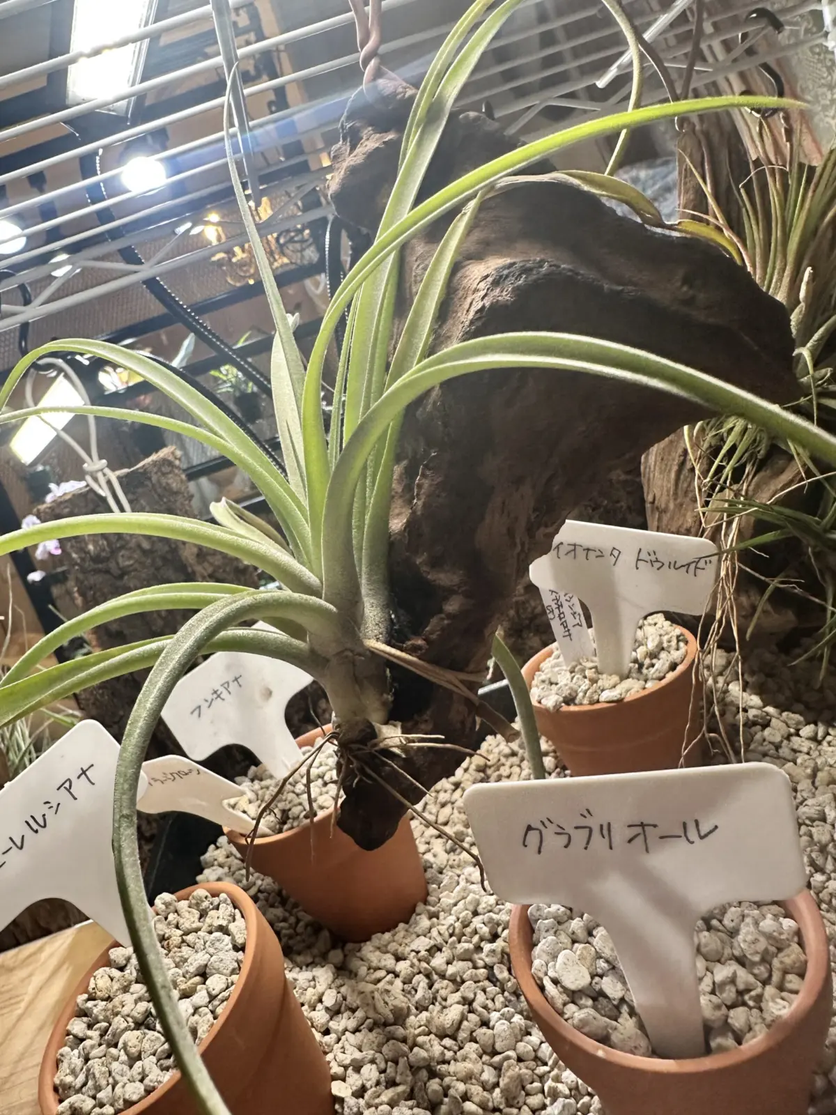 ティランジア　グラブリオール？