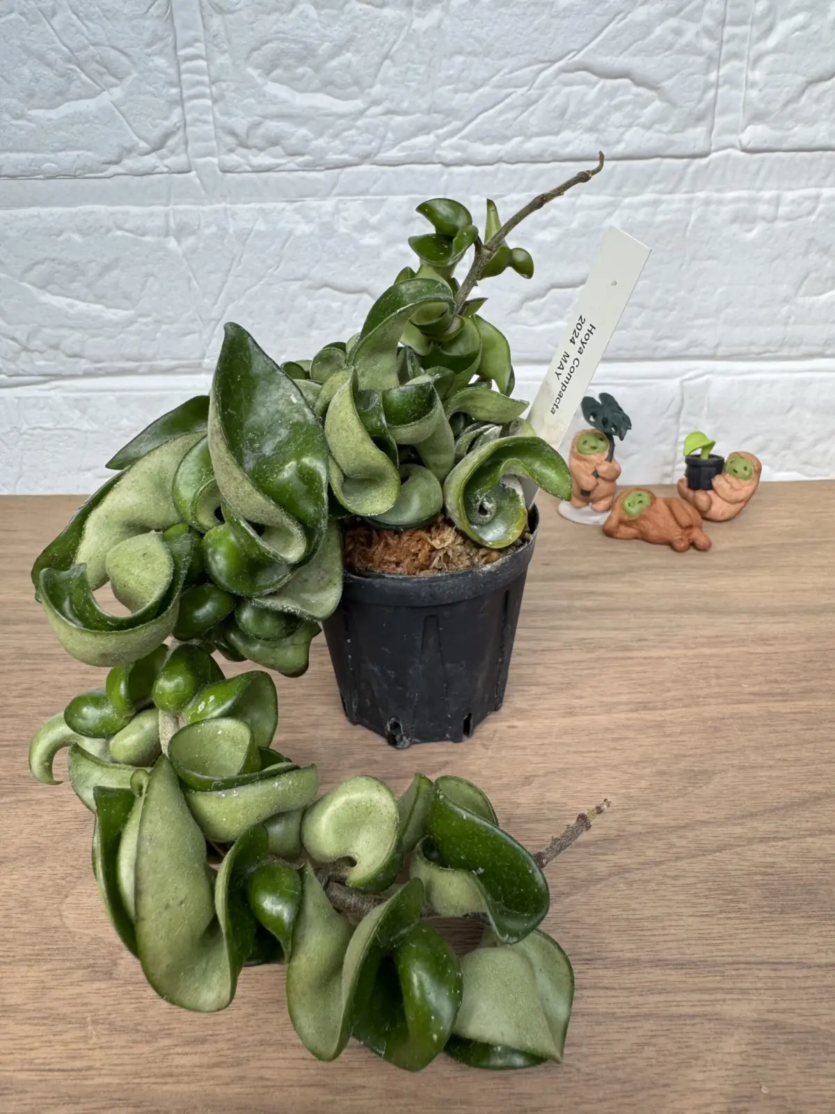 ホヤ　コンパクタ