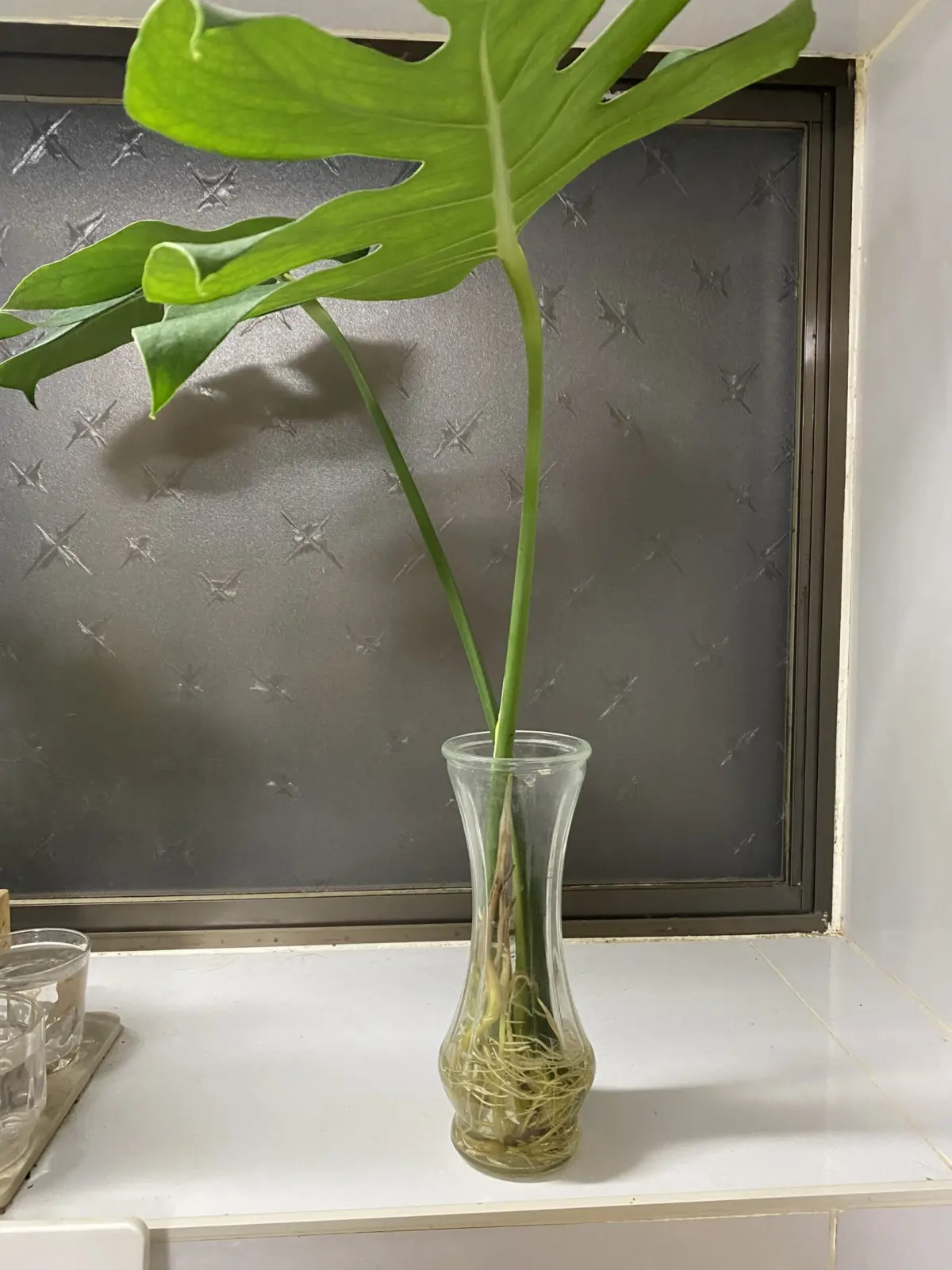 #モンステラ　デリシオサ