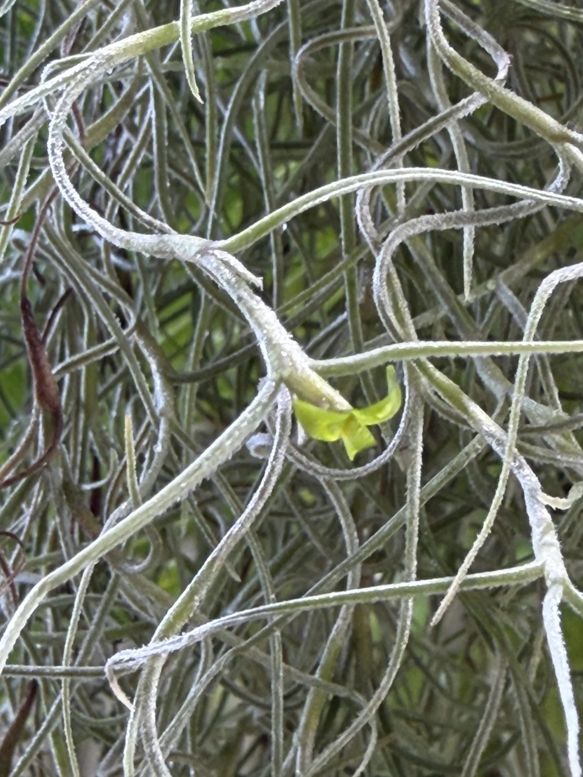 ティランジア ウスネオイデス 花
