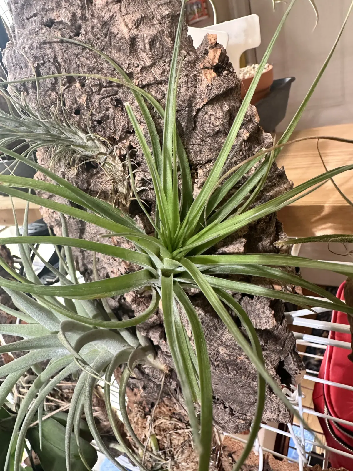 ティランジア　ストリクタラージクローン？