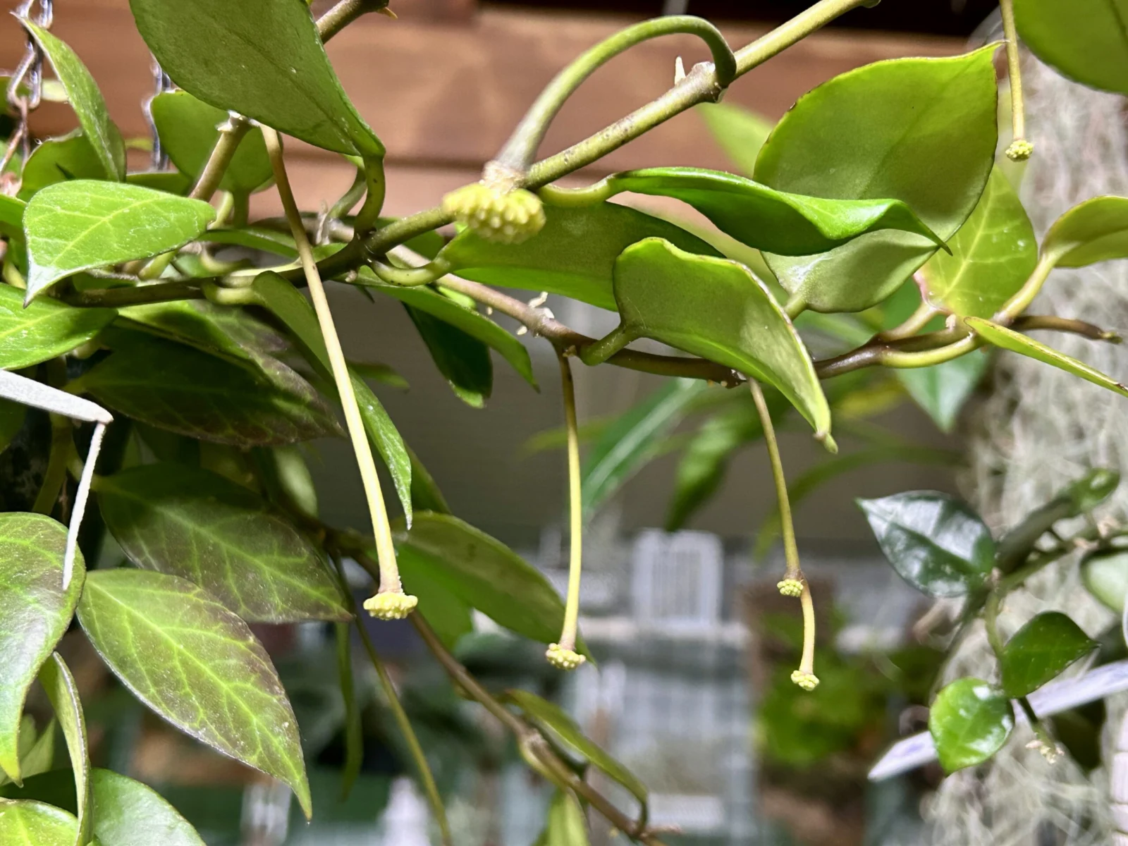 ホヤ　オブスクラ　ツボミフィーバー！