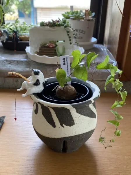 塊根 亀甲竜 ディオスコレア エレファンティペス その1