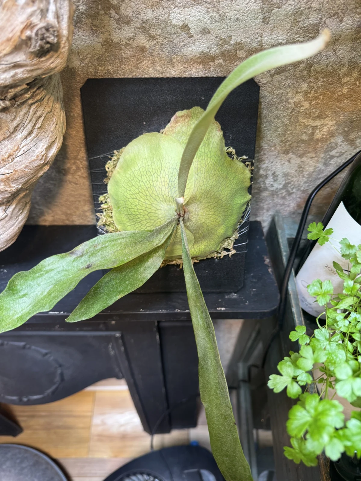 ビカクシダ　写楽