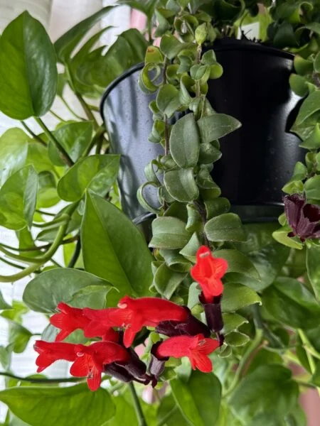 エスキナンサス　ラスタ　花