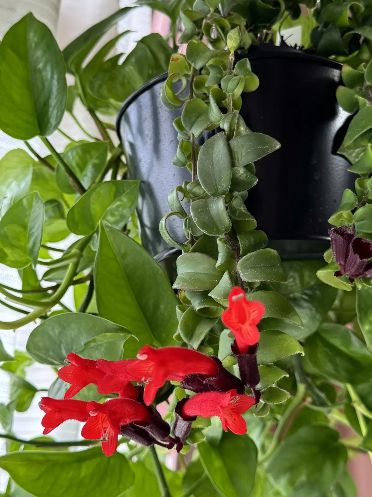 エスキナンサス　ラスタ　花