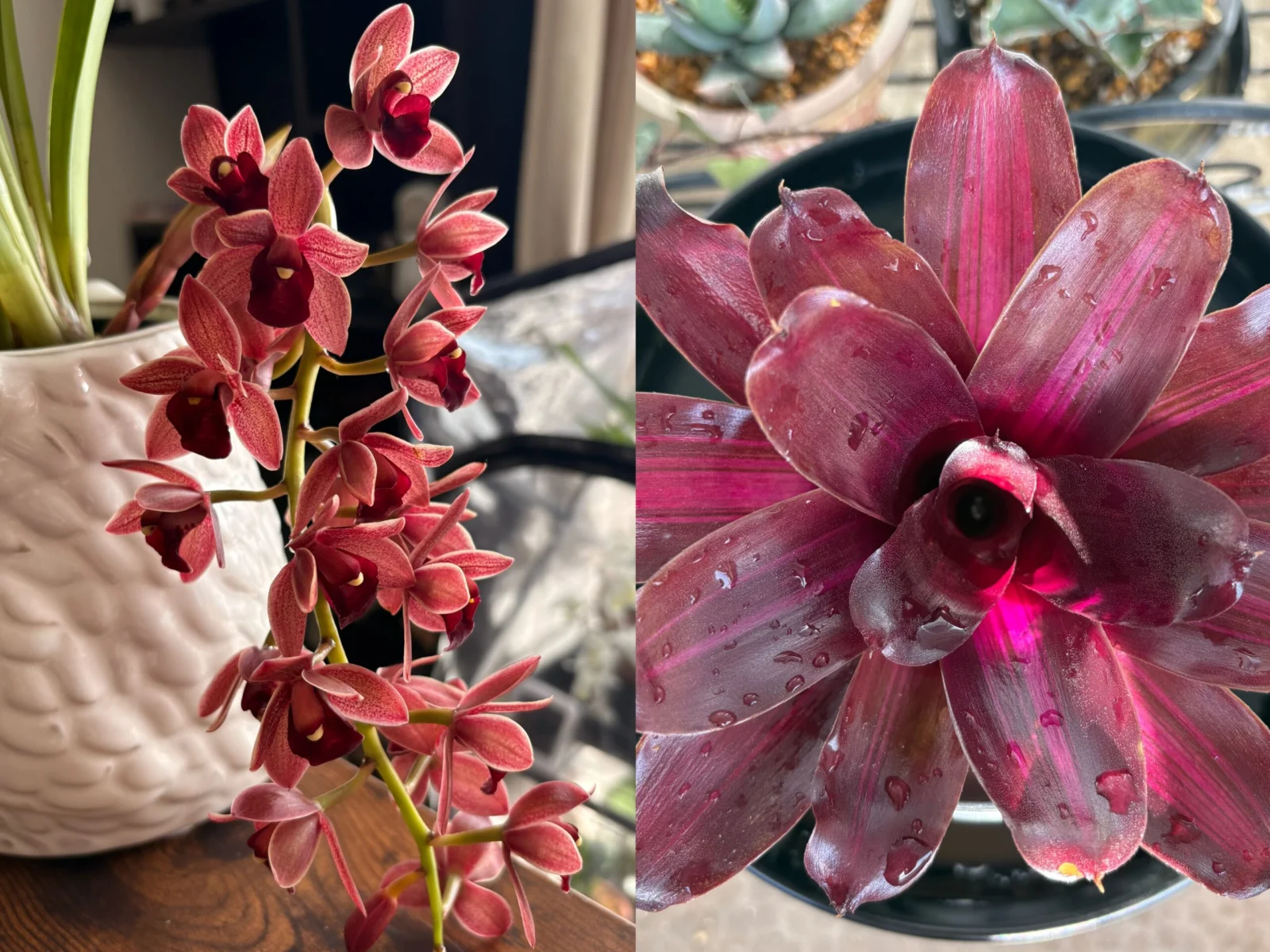 シンビジウム　フォアゴットンフルーツ　　ネオレゲリア　サンセットボール